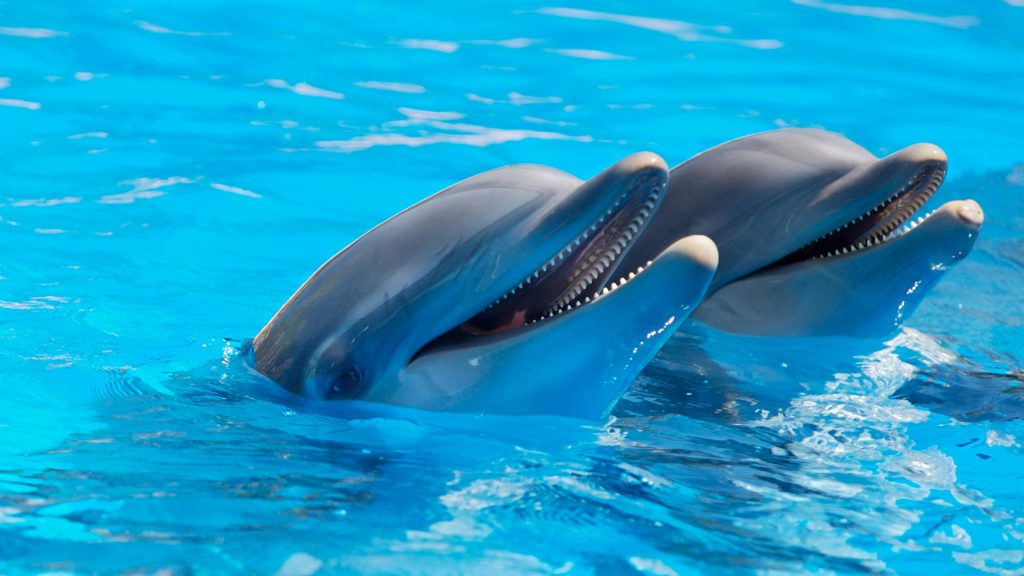 visite-agadir-dolphin-world
