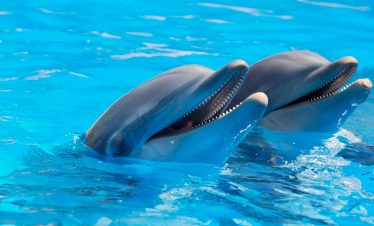 visite-agadir-dolphin-world