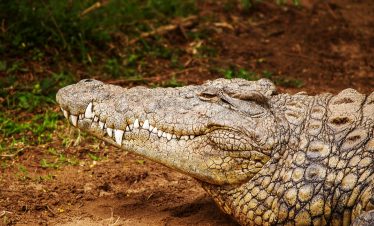 visite crocoparc agadir