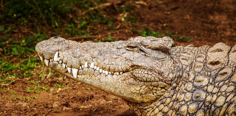 visite crocoparc agadir