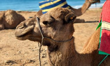 balade à cheval ou en chameau à agadir