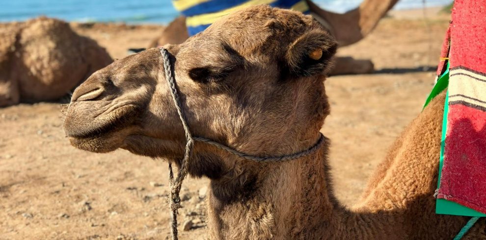 balade à cheval ou en chameau à agadir
